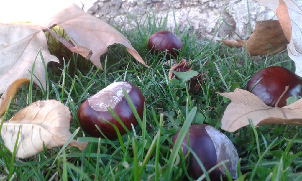 Castañas: frutos del otoño